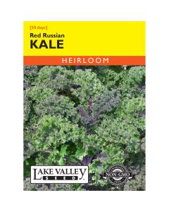 Brassica, Kale 'Red Russian'