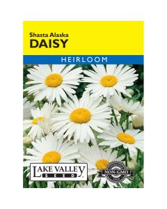 Leucanthemum, Shasta Daisy 'Alaska' Heirloom