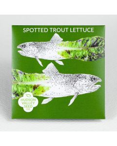 Lactuca, Lettuce, Spotted Trout ~ 250 seeds