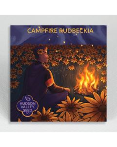 Rudbeckia, Campfire Rudbeckia ~ 200 seeds