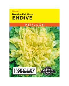 Cichorium, Endive 'Batavian Full Heart' Heirloom