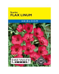 Linum, Flax 'Scarlet'