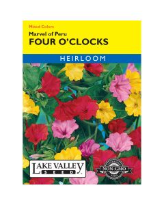 Mirabilis, Four O’Clocks 'Marvel of Peru' Mixed Colors
