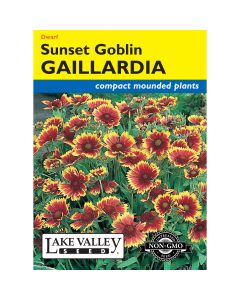 Gaillardia, Blanket Flower 'Sunset Goblin'