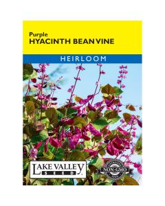 Lablab, Hyacinth Bean Vine 'Purple'