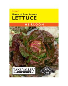 Lactuca, Butterhead Lettuce 'Marvel of Four Seasons' Heirloom