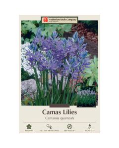 Camassia, Camas Lily 'Quamash'