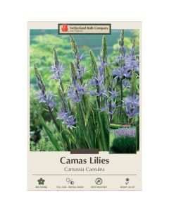 Camassia, Camas Lily 'Caerulea'