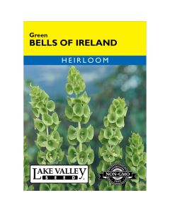 Moluccella, Bells of Ireland 'Green' Heirloom