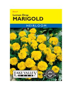 Tagetes, French Marigold 'Lemon Drop'