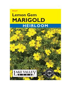 Tagetes, Signet Marigold 'Lemon Gem' Heirloom