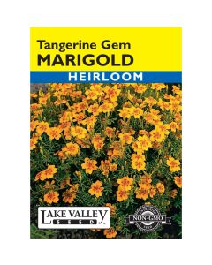 Tagetes, Signet Marigold 'Tangerine Gem' Heirloom