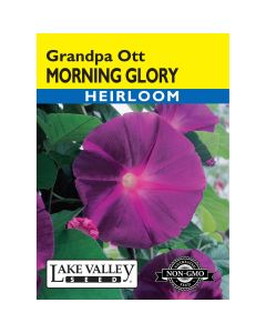 Ipomoea, Morning Glory 'Grandpa Ott'