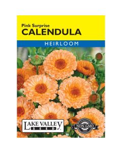 Calendula 'Pink Surprise'
