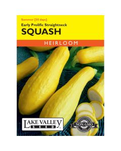 Cucurbita, Summer Squash 'Early Prolific Straightneck' Heirloom