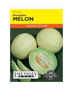 Cucumis, Melon 'Honeydew' Heirloom