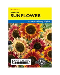 Helianthus, Sunflower 'Pastiche'