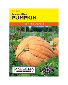 Cucurbita, Pumpkin 'Atlantic Giant'