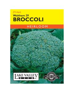 Brassica, Broccoli 'Waltham 29'