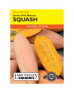 Cucurbita, Sweet Winter Squash 'Jumbo Pink Banana' Heirloom