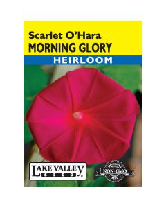 Ipomoea, Morning Glory 'Scarlet O’Hara'