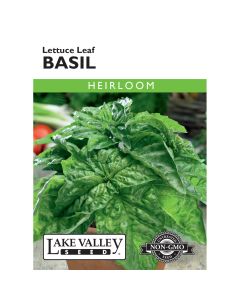 Ocimum, Basil 'Lettuce Leaf' Heirloom