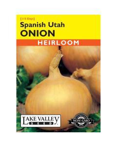 Allium, Onion Spanish 'Utah' (Long Day)