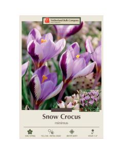 Crocus, Snow Crocus 'Minimus'