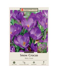 Crocus, Snow Crocus 'Ruby Giant'