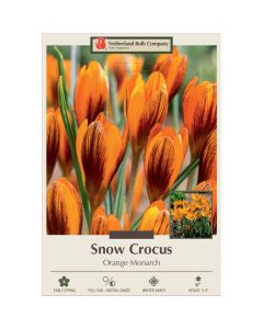 Crocus, Snow Crocus 'Orange Monarch'