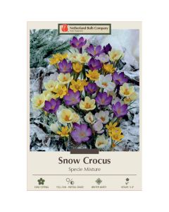 Crocus Assortment, Snow Crocus Mixture