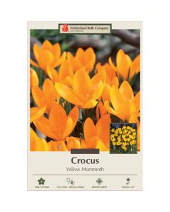 Crocus, Large Flowering Crocus 'Yellow Mammoth'