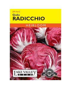 Cichorium, Radicchio 'Giulio' Heirloom