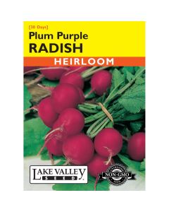 Raphanus, Radish 'Plum Purple' Heirloom