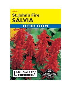 Salvia, Scarlet Sage 'St. John’s Fire'