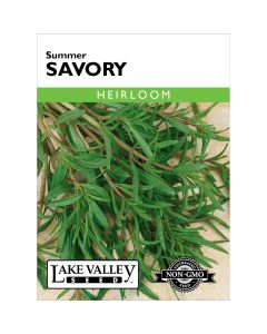 Satureja. Savory 'Summer' Heirloom