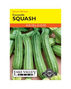 Cucurbita, Zucchini 'Cocozelle' Heirloom