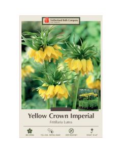 Fritillaria, Crown Imperial 'Yellow'