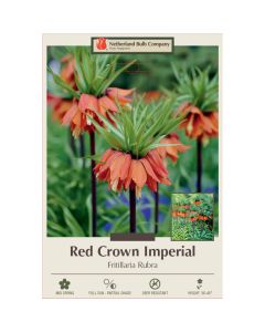 Fritillaria, Crown Imperial 'Red'