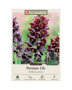 Fritillaria, Persian Lily