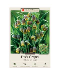 Fritillaria, Fox's Grapes