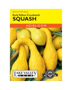 Cucurbita, Summer Squash 'Early Yellow Crookneck' Heirloom