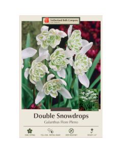 Galanthus, Double Snowdrops 'Flore Pleno'