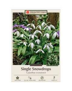 Galanthus, Single Snowdrop