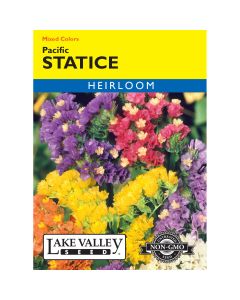 Limonium, Statice 'Pacific' Mixed Colors