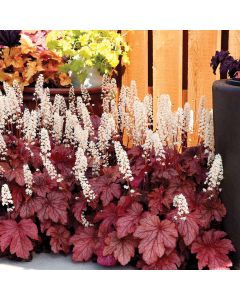 Heucherella, Foamy Bells 'Peach Tea'