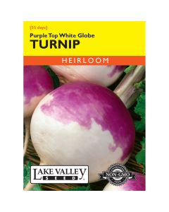Brassica, Turnip 'Purple Top White Globe'