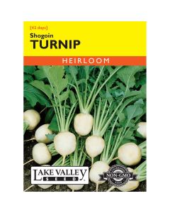 Brassica, Turnip 'Shogoin' Heirloom