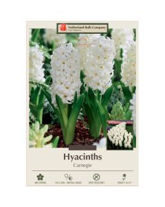 Hyacinth, Carnegie