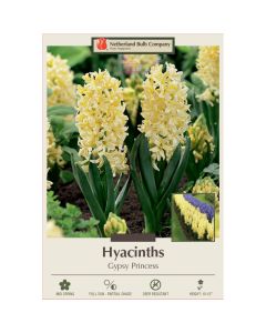 Hyacinth, Gypsy Princess